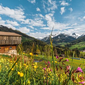 Im Hintergrund ein Stall, im Vordergrund eine bunte Blumenwiese | © Wirlichtenab