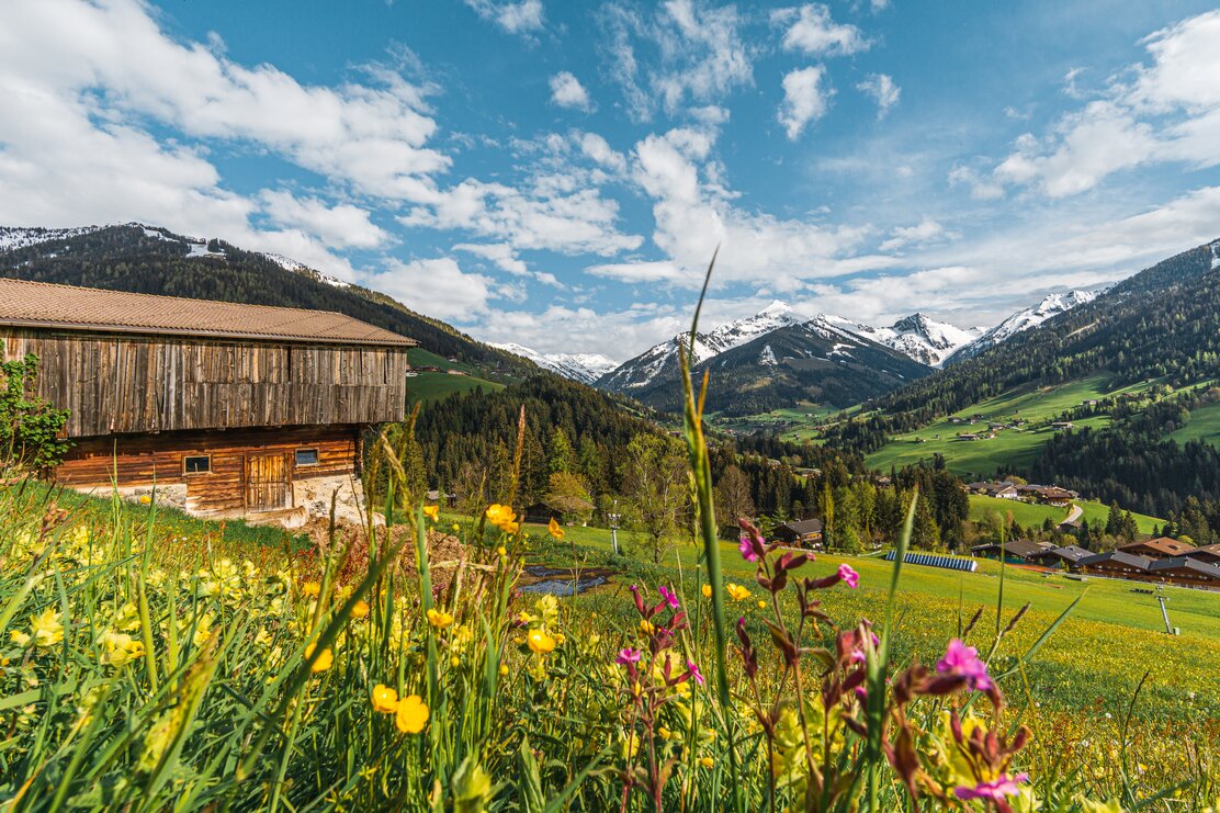 Im Hintergrund ein Stall, im Vordergrund eine bunte Blumenwiese | © Wirlichtenab