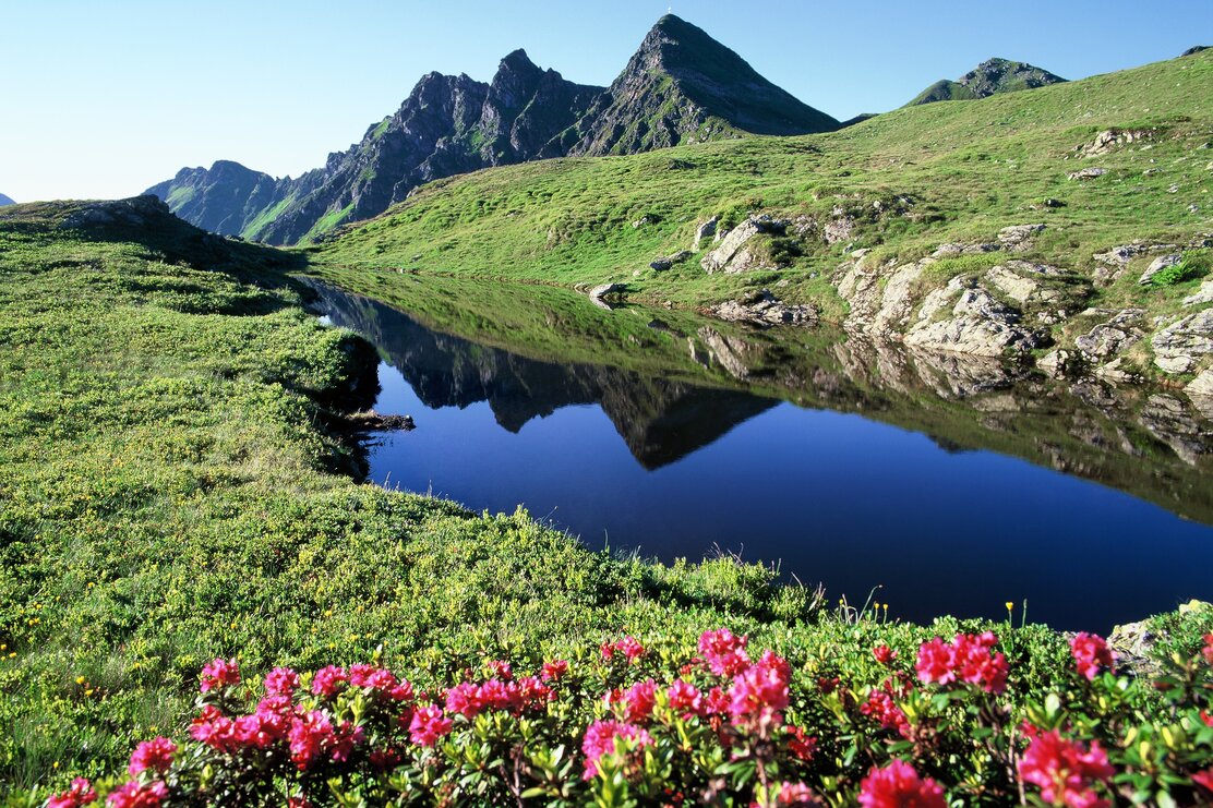 Zu sehen ist ein kleiner Bergsee, im Vordergrund die schönen Almrosen, im Hintergrund ein Gipfel der Sagtaler Gipfelreihe  | © Alpbachtal Tourismus 