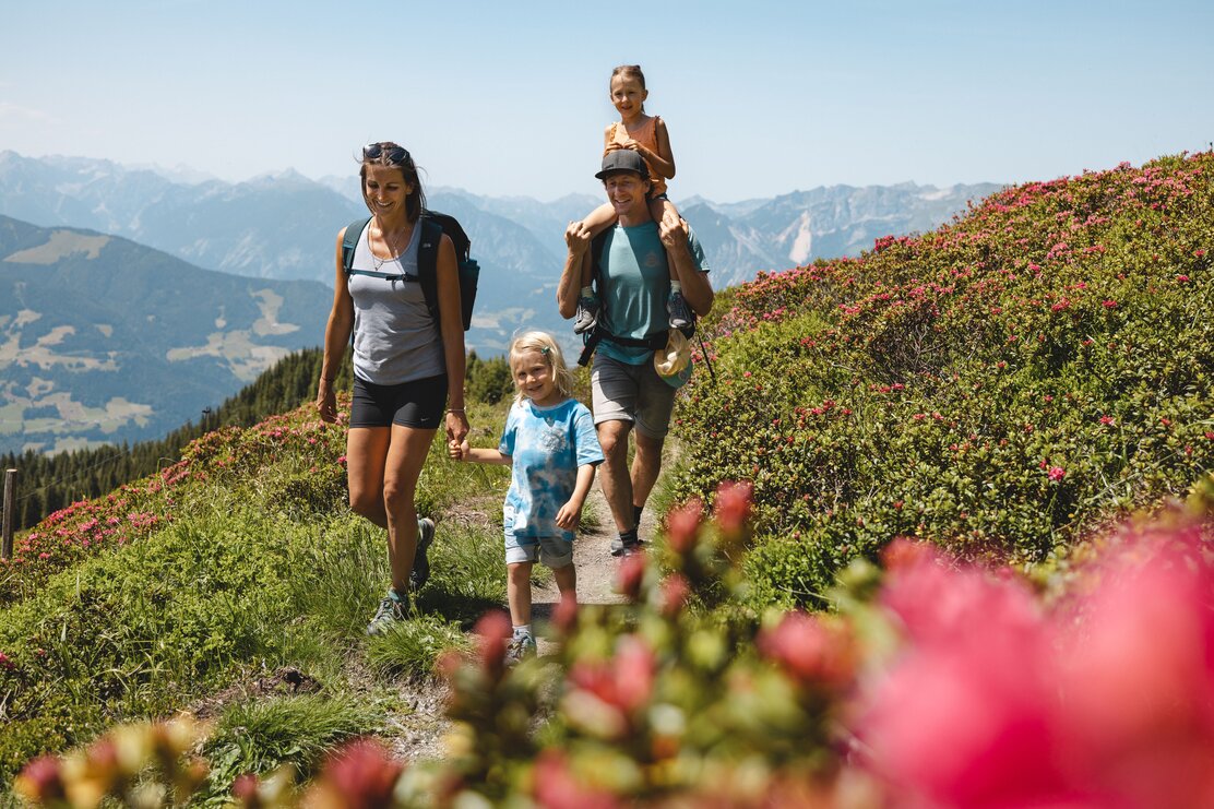 Eine Familie wandert den Panoramaweg entlang in Richtung Wiedersberger Horn, rundherum ganz viele blühende Almrosen  | © Alpbachtal Tourismus | Mathäus Gartner 