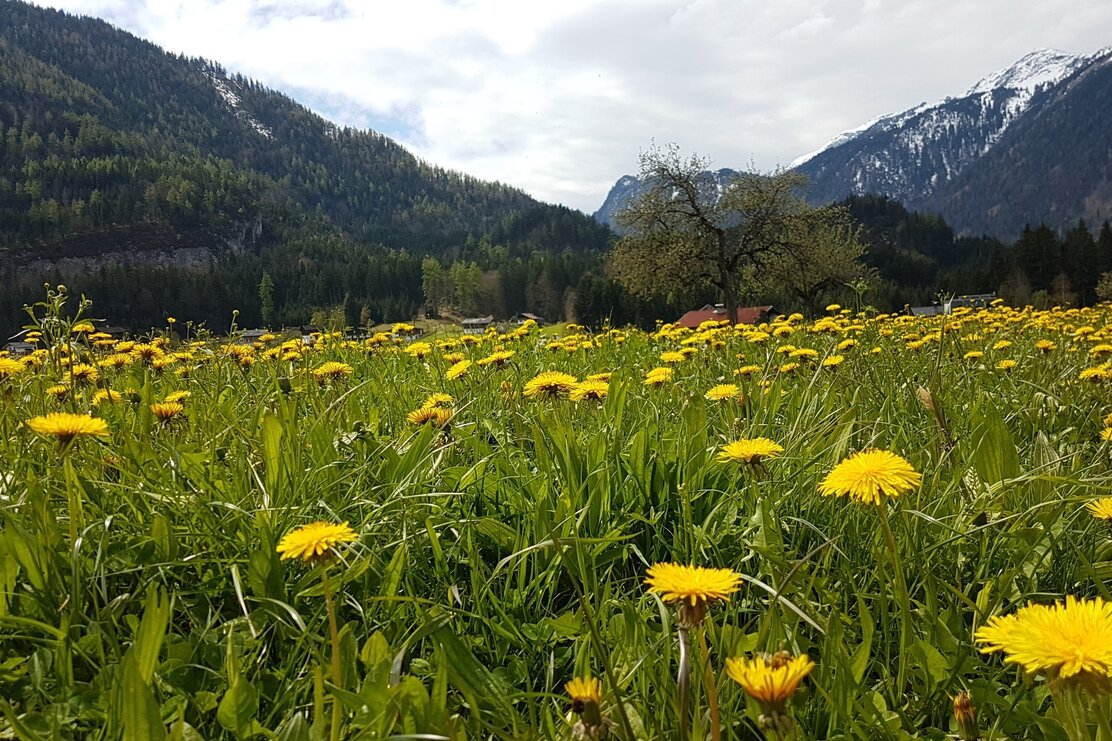 Achenmarsch - Audörfl Brandenberg Blumenwiese | © Claudia Ager