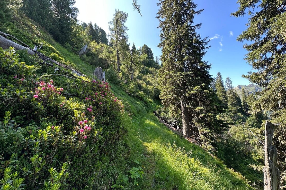 Schützensteig Richtung Großer Galtenberg