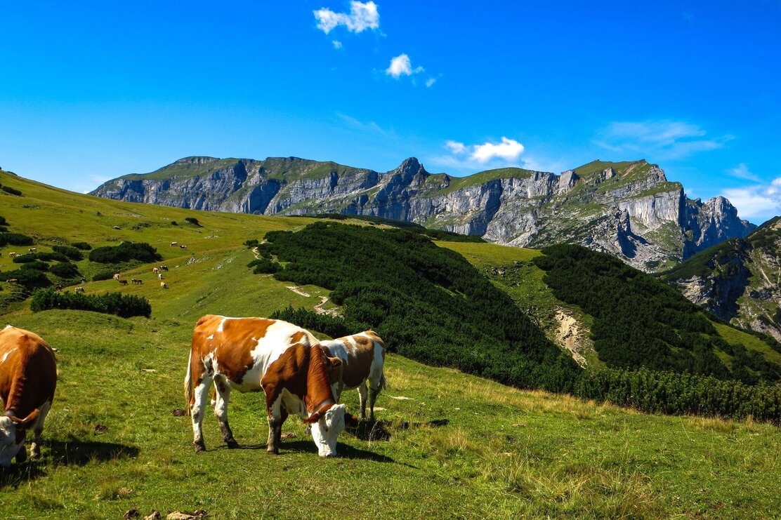 Kühe vor dem Sagzahn