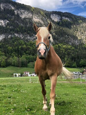 Haflingerhof Haflinger 'Water' | © Haflingerhof