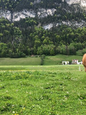 Haflingerhof Haflinger 'Water' am Feld | © Haflingerhof