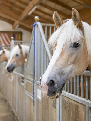 Haflinger im Stall | © Hotel Hauserwirt Münster