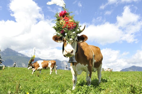 Almabtrieb Reith im Alpbachtal Tirol (75)